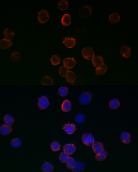 Immunofluorescence analysis of 293T cells using GPX1 Polyclonal Antibody at dilution of 1:200. Blue: DAPI for nuclear staining.