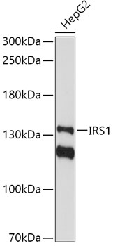 Western blot analysis of extracts of HepG2 cells using IRS1 Polyclonal Antibody at 1:1000 dilution.