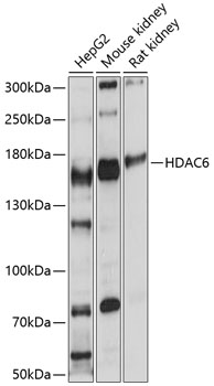 Western blot analysis of extracts of various cell lines using HDAC6 Polyclonal Antibody at 1:1000 dilution.