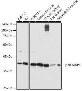 Western blot analysis of extracts of various cell lines using p38 MAPK Polyclonal Antibody at 1:1000 dilution.