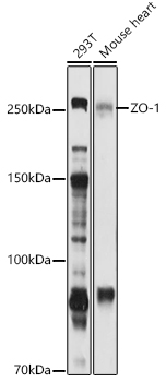 Western blot analysis of extracts of various cell lines using ZO-1 Polyclonal Antibody at 1:1000 dilution.