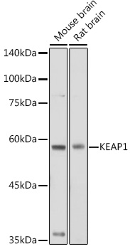 Western blot analysis of extracts of various cell lines using KEAP1 Polyclonal Antibody at 1:1000 dilution.