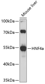 Western blot analysis of extracts of mouse liver using HNF4a Polyclonal Antibody at 1:1000 dilution.