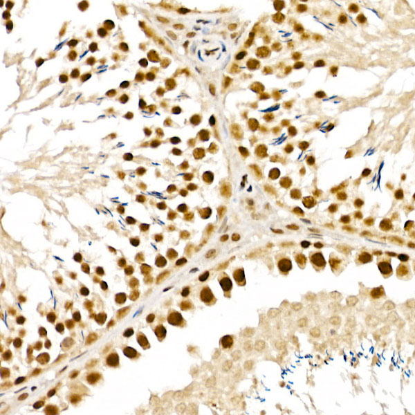 Immunohistochemistry of paraffin-embedded rat testis using ALKBH5 Polyclonal Antibody at dilution of 1:100 (40x lens).Perform high pressure antigen retrieval with 10 mM citrate buffer pH 6.0 before commencing with IHC staining protocol.