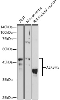 Western blot analysis of extracts of various cell lines using ALKBH5 Polyclonal Antibody at 1:1000 dilution.