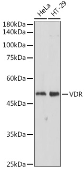 Western blot analysis of extracts of various cell lines using VDR Polyclonal Antibody at 1:500 dilution.