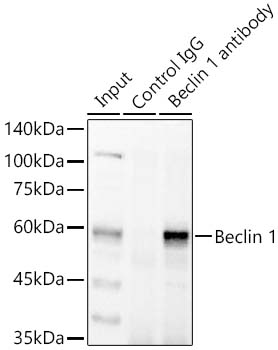 Immunoprecipitation analysis of 300ug extracts of HeLa cells using 3ug Beclin 1 Polyclonal Antibody.Western blot was performed from the immunoprecipitate using Beclin 1 Polyclonal Antibody at a dilition of 1 :1000.