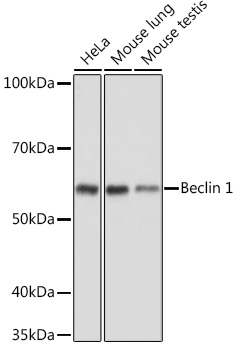 Western blot analysis of extracts of various cell lines using Beclin 1 Polyclonal Antibody at 1:1000 dilution.