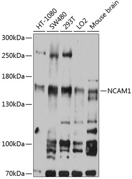 Western blot analysis of extracts of various cell lines using NCAM1 Polyclonal Antibody at 1:3000 dilution.