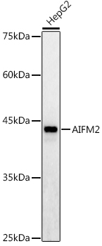 Western blot analysis of extracts of HepG2 cells using AIFM2/AMID/AMID/AMID Polyclonal Antibody at 1:1000 dilution.