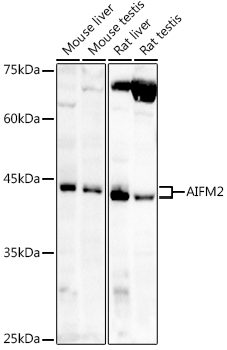 Western blot analysis of extracts of various cell lines using AIFM2/AMID/AMID/AMID Polyclonal Antibody at 1:1000 dilution.