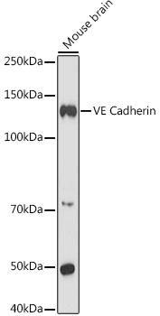 Western blot analysis of extracts of Mouse brain using VE Cadherin Polyclonal Antibody at 1:1000 dilution.