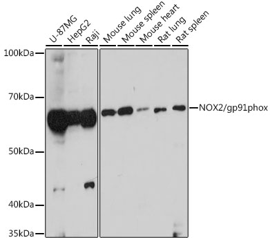 Western blot analysis of extracts of various cell lines using NOX2/gp91phox Polyclonal Antibody at 1:1000 dilution.