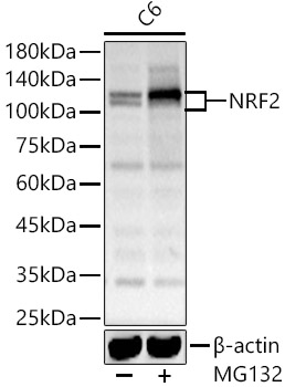 Western blot analysis of C6 using NRF2 Polyclonal Antibody at 1:2000 dilution.C6 cells were treated by MG132(50 μM) at 37℃ for 90 minutes.