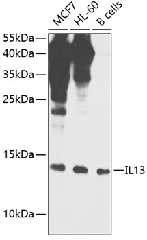 Western blot analysis of extracts of various cell lines using IL13 Polyclonal Antibody at 1:1000 dilution.