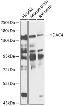 Western blot analysis of extracts of various cell lines using HDAC4 Polyclonal Antibody at 1:1000 dilution.