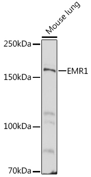 Western blot analysis of extracts of Mouse lung using EMR1 Polyclonal Antibody at 1:500 dilution.
