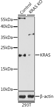 Western blot analysis of extracts from normal (control) and KRAS knockout (KO) 293T cells, using KRAS Polyclonal Antibody at 1:1000 dilution.