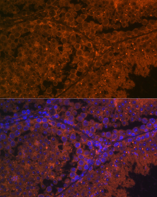 Immunofluorescence analysis of mouse testis using ACE2 Polyclonal Antibody at dilution of 1:100 (40x lens). Blue: DAPI for nuclear staining.