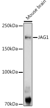 Western blot analysis of extracts of Mouse brain using JAG1 Polyclonal Antibody at 1:1000 dilution.