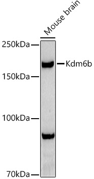 Western blot analysis of extracts of Mouse brain using Kdm6b Polyclonal Antibody at 1:500 dilution.