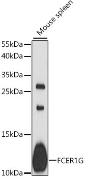 Western blot analysis of extracts of mouse spleen using FCER1G Polyclonal Antibody at 1:1000 dilution.