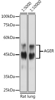 Western blot analysis of extracts of Rat lung using AGER Polyclonal Antibody at 1:5000/1:10000 dilution.