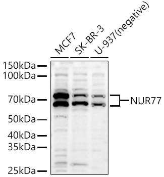 Western blot analysis of various lysates using NUR77 Polyclonal Antibody at 1:1000 dilution.
