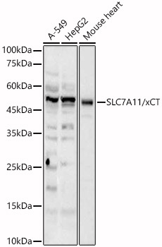 Western blot analysis of extracts of various lysates using SLC7A11/xCT Polyclonal Antibody at 1:2000 dilution.