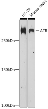 Western blot analysis of extracts of various cell lines using ATR Polyclonal Antibody at 1:500 dilution.