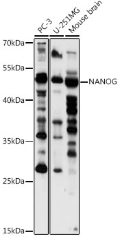 Western blot analysis of extracts of various cell lines using Nanog Polyclonal Antibody at 1:1000 dilution.