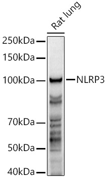 Western blot analysis of extracts of Rat lung using NLRP3 Polyclonal Antibody at 1:1000 dilution.