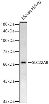 Western blot analysis of extracts of Mouse kidney using OAT3/SLC22A8 Polyclonal Antibody at 1:500 dilution.