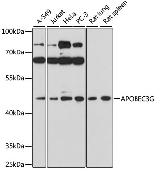 Western blot analysis of extracts of various cell lines using APOBEC3G Polyclonal Antibody at 1:1000 dilution.