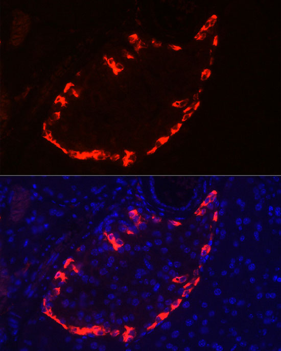 Immunofluorescence analysis of mouse pancreas cells using Pro-glucagon Polyclonal Antibody at dilution of 1:100 (40x lens). Blue: DAPI for nuclear staining