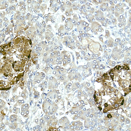 Immunohistochemistry of paraffin-embedded Human islet using Pro-glucagon Polyclonal Antibody at dilution of 1:50 (40x lens).Perform high pressure antigen retrieval with 10 mM citrate buffer pH 6.0 before commencing with IHC staining protocol.