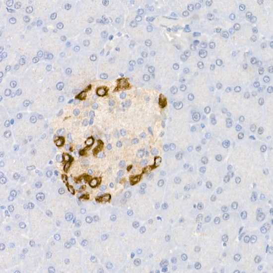 Immunohistochemistry of paraffin-embedded mouse pancreatic islet using Pro-glucagon Polyclonal Antibody at dilution of 1:50 (40x lens).Perform high pressure antigen retrieval with 10 mM citrate buffer pH 6.0 before commencing with IHC staining protocol.