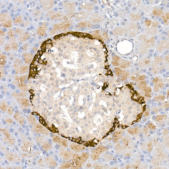 Immunohistochemistry of paraffin-embedded rat pancreatic islet using Pro-glucagon Polyclonal Antibody at dilution of 1:50 (40x lens).Perform high pressure antigen retrieval with 10 mM citrate buffer pH 6.0 before commencing with IHC staining protocol.