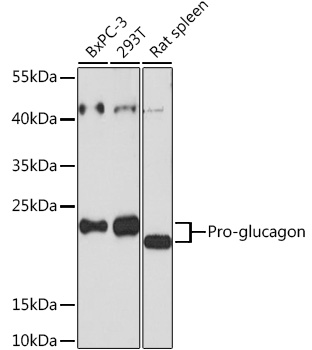 Western blot analysis of extracts of various cell lines using Pro-glucagon Polyclonal Antibody at 1:3000 dilution.