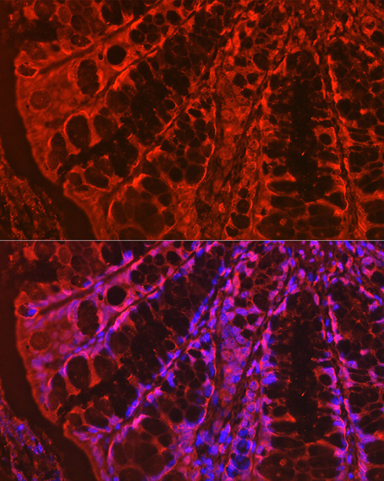 Immunofluorescence analysis of mouse colon using Galectin 3/Galectin 3/LGALS3 Polyclonal Antibody at dilution of 1:100 (40x lens). Blue: DAPI for nuclear staining.