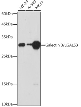 Western blot analysis of extracts of various cell lines using Galectin 3/Galectin 3/LGALS3 Polyclonal Antibody at 1:1000 dilution.