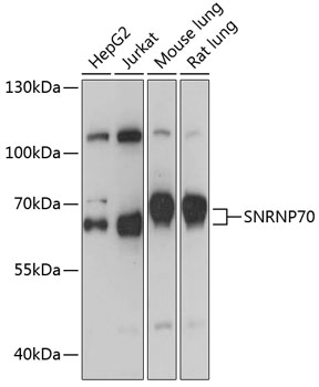 Western blot analysis of extracts of various cell lines using SNRNP70 Polyclonal Antibody at 1:1000 dilution.