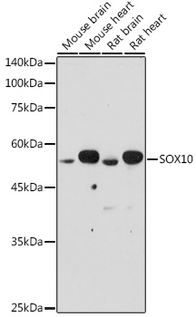 Western blot analysis of extracts of various cell lines using SOX10 Polyclonal Antibody at 1:500 dilution.