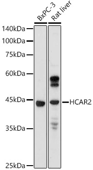 Western blot analysis of extracts of various cell lines using GPR109A/HM74A/HCAR2 Polyclonal Antibody at 1:1000 dilution.