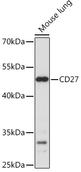 Western blot analysis of extracts of Mouse lung using CD27 Polyclonal Antibody at 1:1000 dilution.