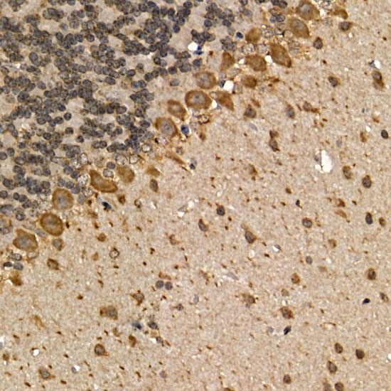 Immunohistochemistry of paraffin-embedded mouse brain using CHRM1 Polyclonal Antibody at dilution of 1:200 (40x lens).Perform high pressure antigen retrieval with 10 mM citrate buffer pH 6.0 before commencing with IHC staining protocol.