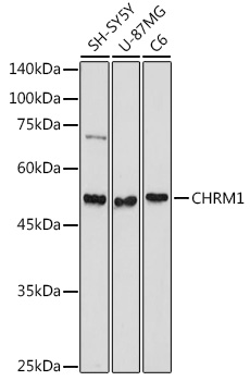 Western blot analysis of extracts of various cell lines using CHRM1 Polyclonal Antibody at 1:1000 dilution.