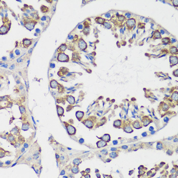 Immunohistochemistry of paraffin-embedded mouse testis using Cyclin B1 Polyclonal Antibody at dilution of 1:100 (40x lens).Perform microwave antigen retrieval with 10 mM PBS buffer pH 7.2 before commencing with IHC staining protocol.