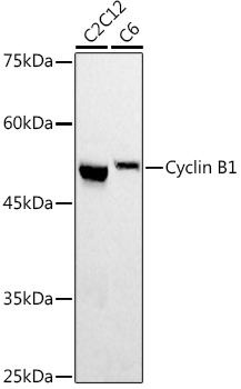 Western blot analysis of extracts of various cell lines using Cyclin B1 Polyclonal Antibody at 1:500 dilution.