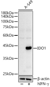 Western blot analysis of extracts of A-549 cells using IDO1 Polyclonal Antibody antibody at 1:500 dilution.A-549 cells were treated by hIFN-γ(100 ng/mL) at 37℃ for 48 hours.